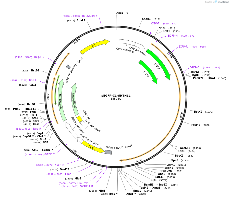 209560-plasmid-map-sequence-id-413372