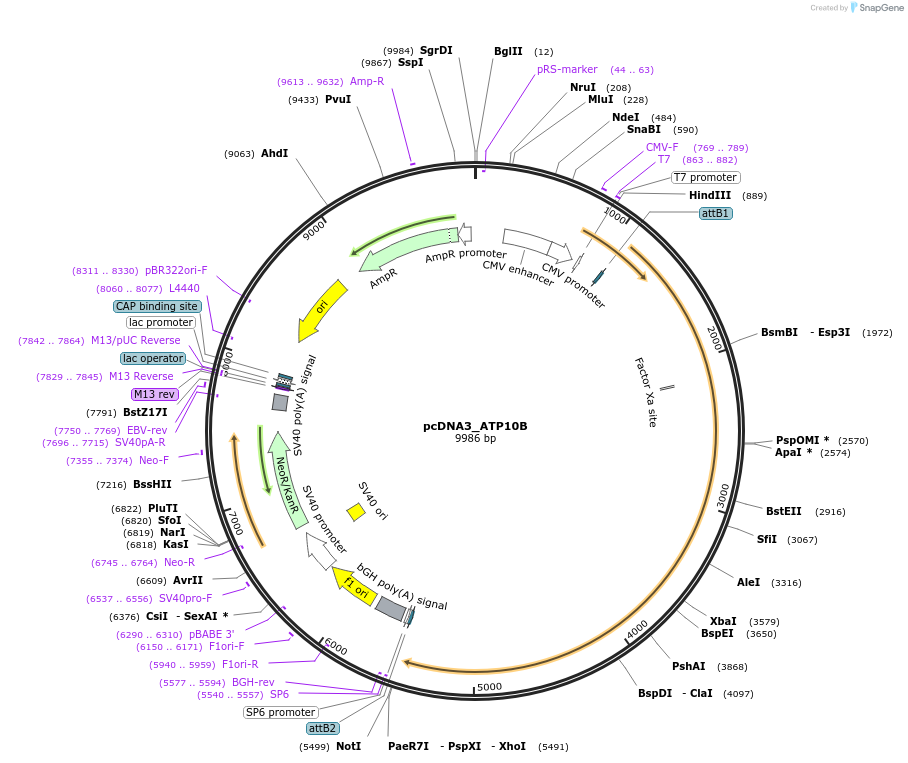203695-plasmid-map-sequence-id-413374