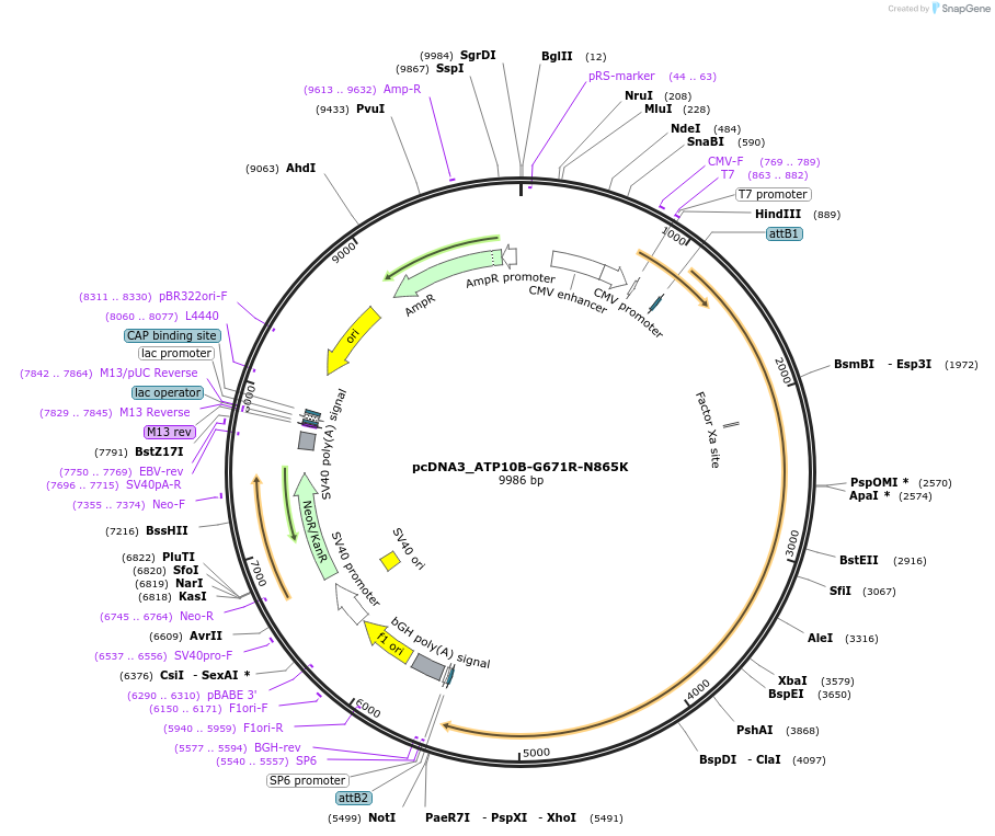 203699-plasmid-map-sequence-id-413375