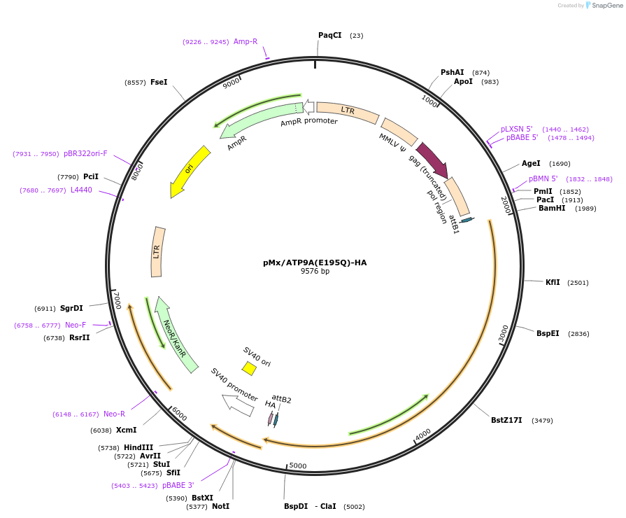 209256-plasmid-map-sequence-id-413377