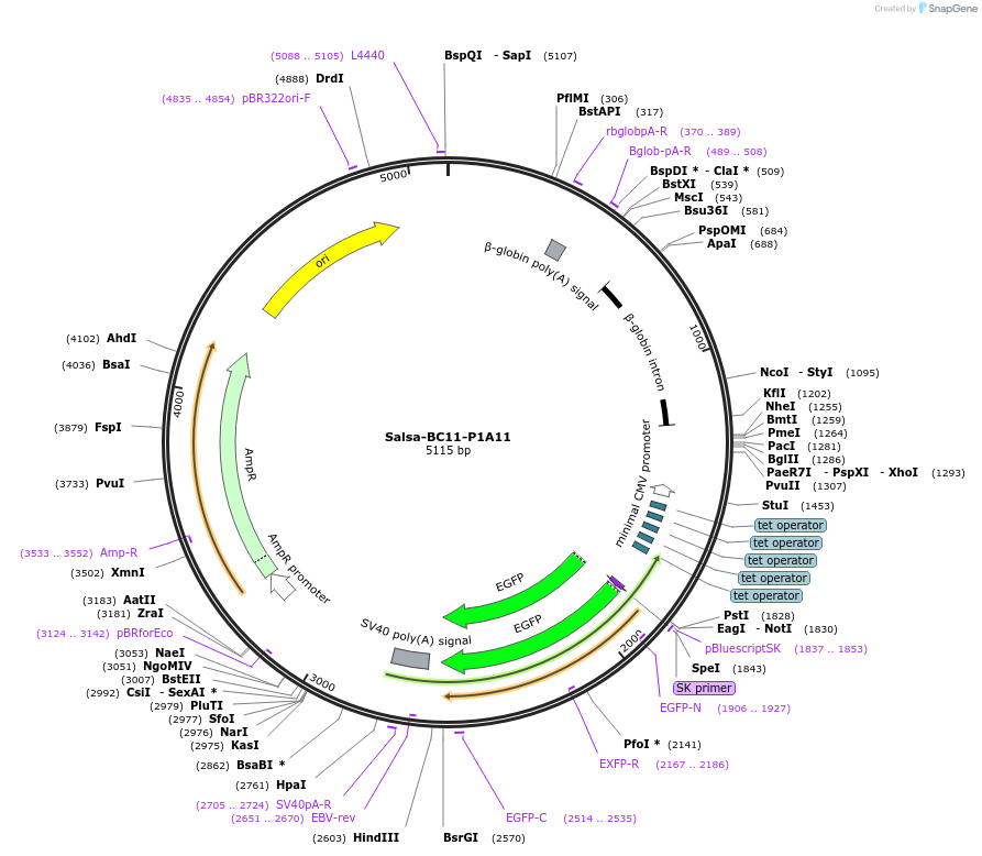 202852-plasmid-map-sequence-id-413398