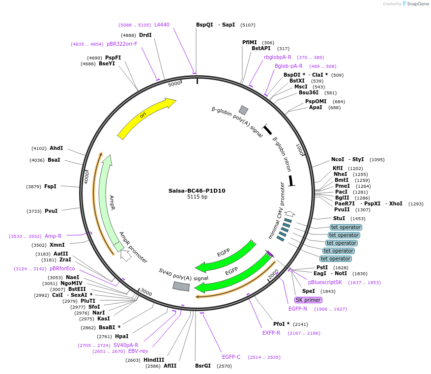 202887-plasmid-map-sequence-id-413429