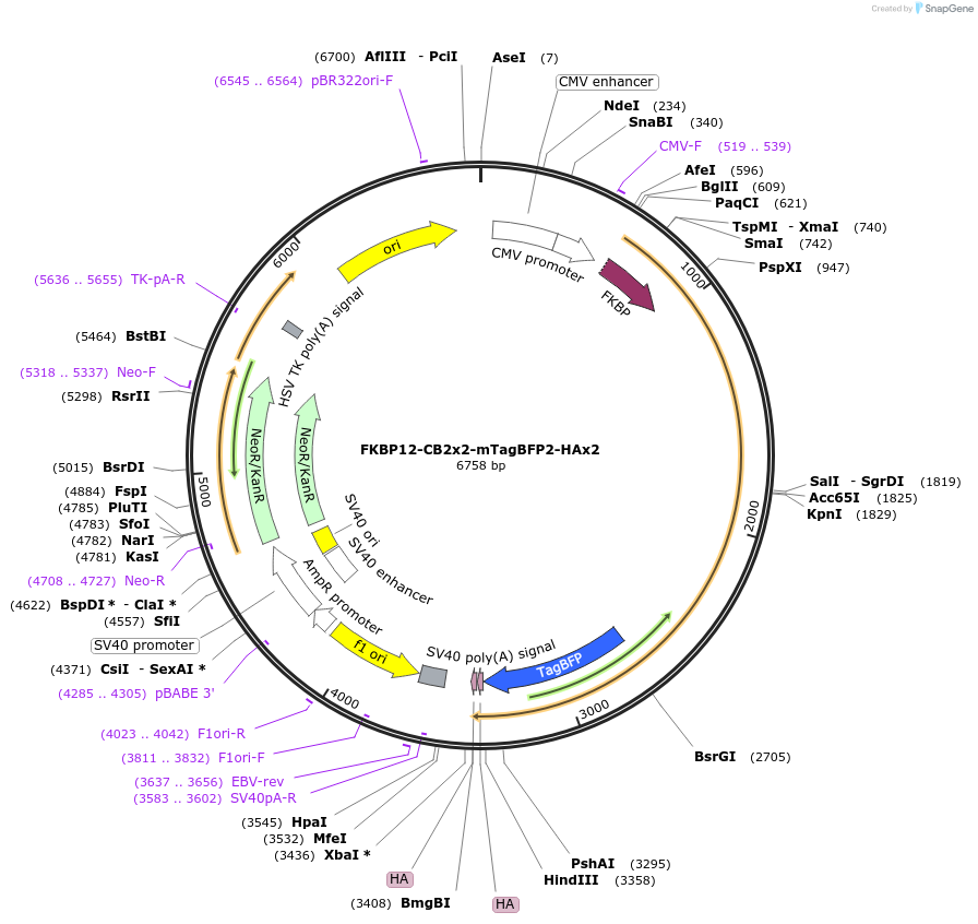 207146-plasmid-map-sequence-id-413478