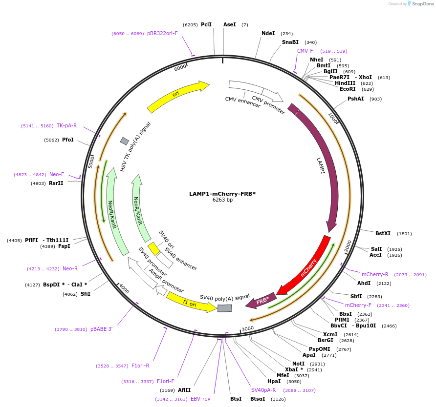 207145-plasmid-map-sequence-id-413480