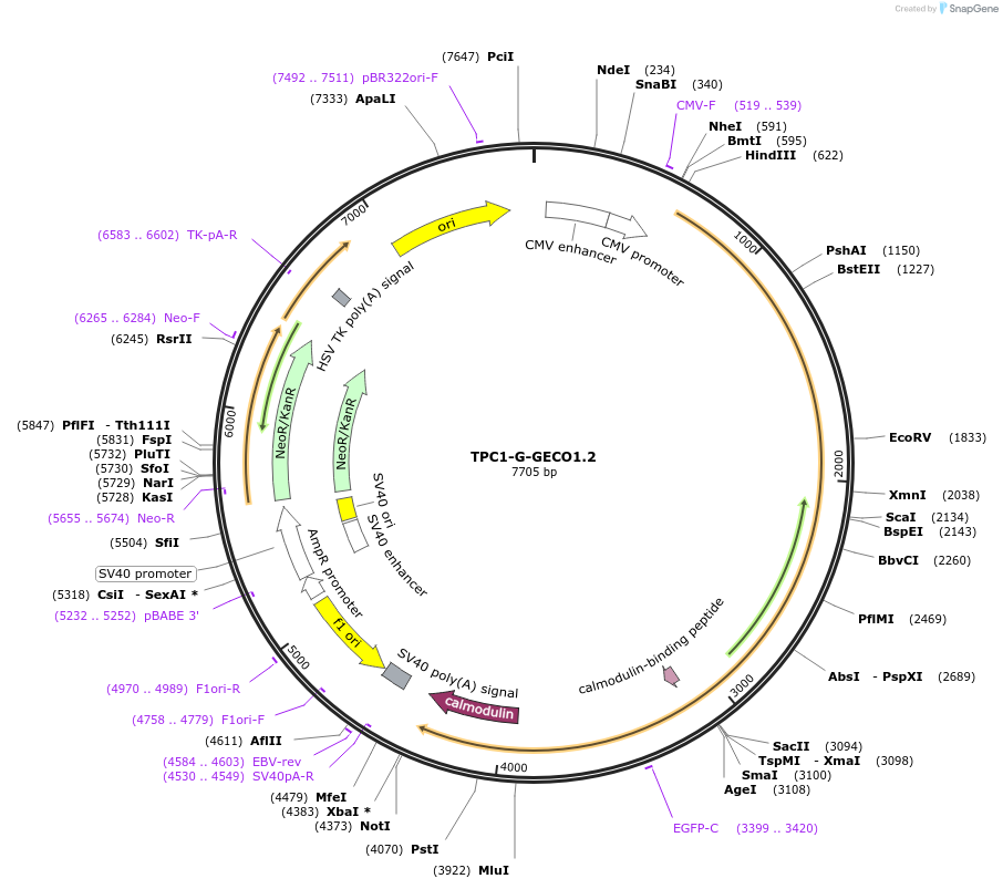 207143-plasmid-map-sequence-id-413481
