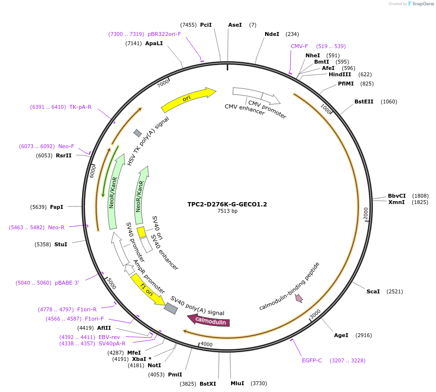 207142-plasmid-map-sequence-id-413484