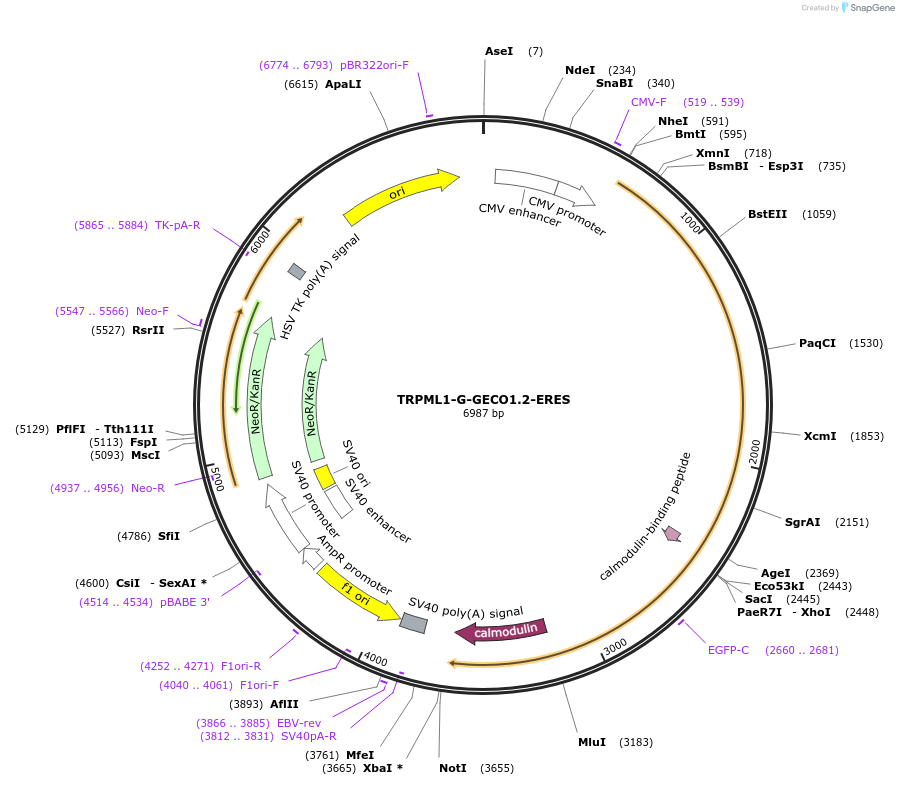 207144-plasmid-map-sequence-id-413485