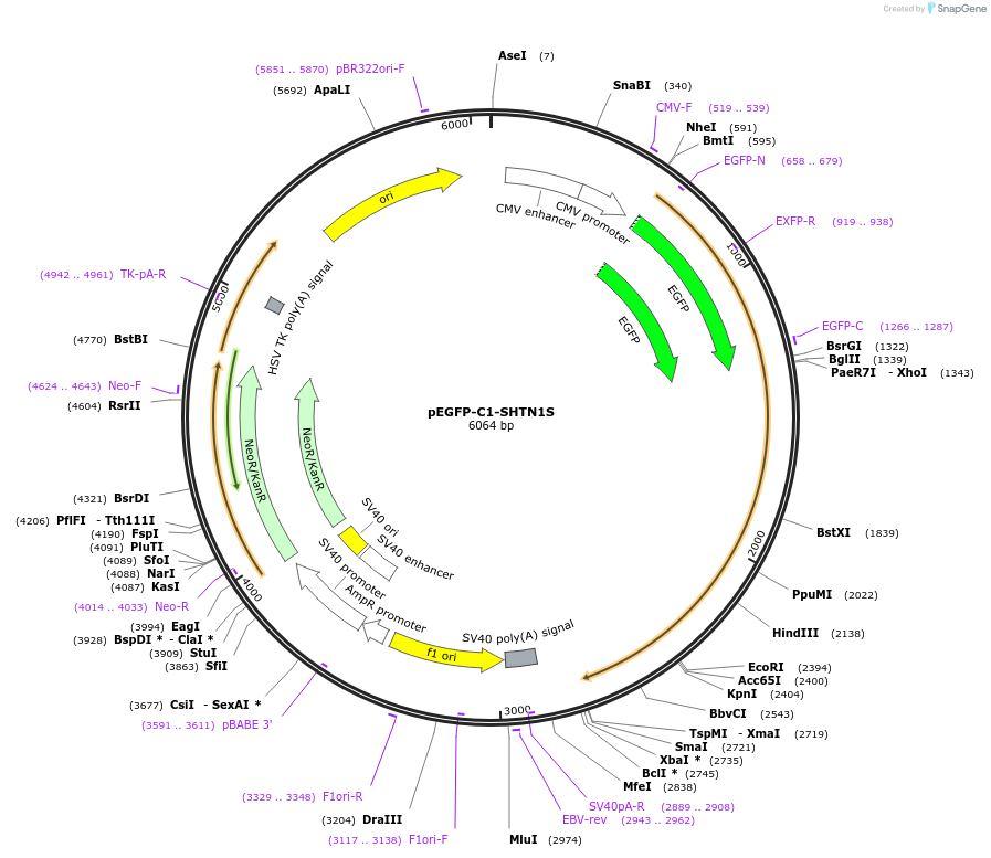 209561-plasmid-map-sequence-id-413486
