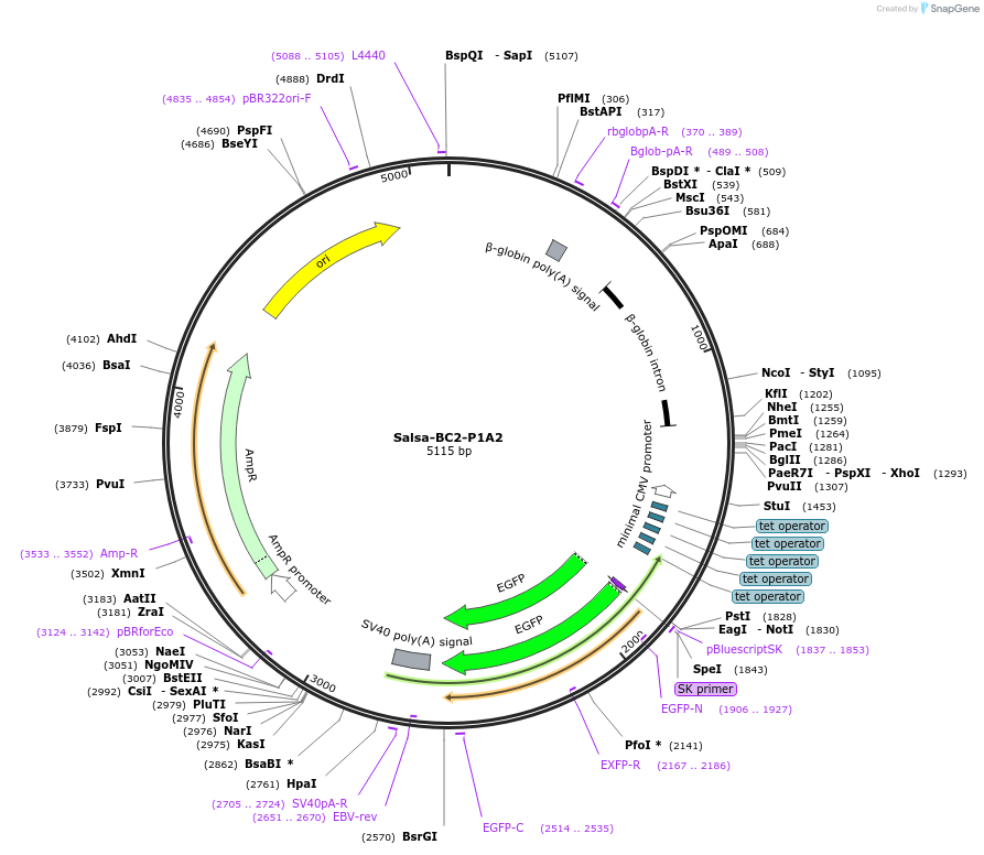 202843-plasmid-map-sequence-id-413487