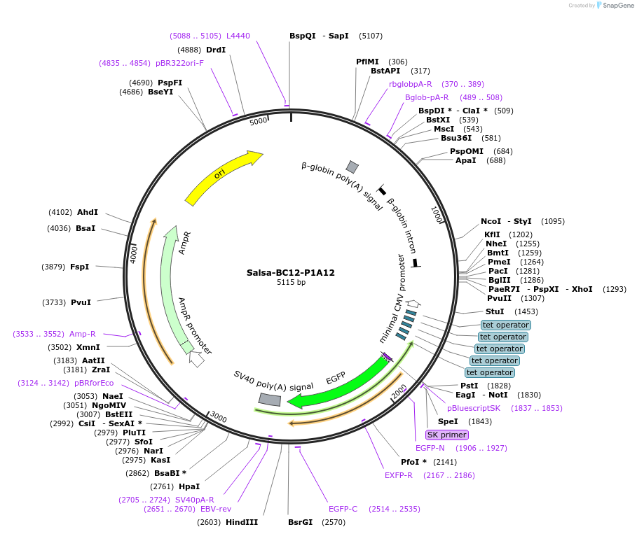 202853-plasmid-map-sequence-id-413488