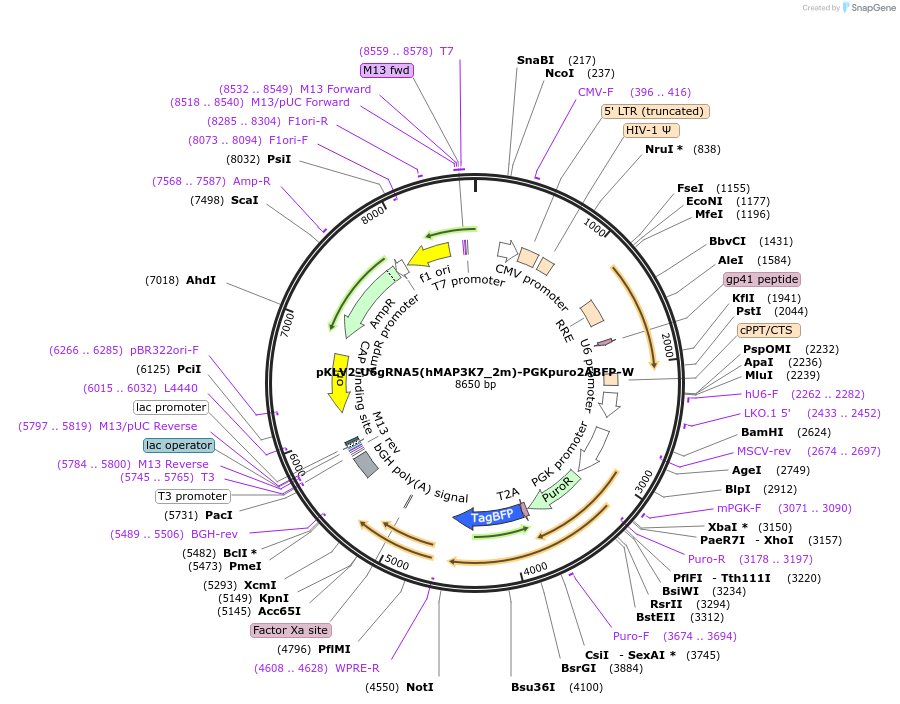 208413-plasmid-map-sequence-id-413517