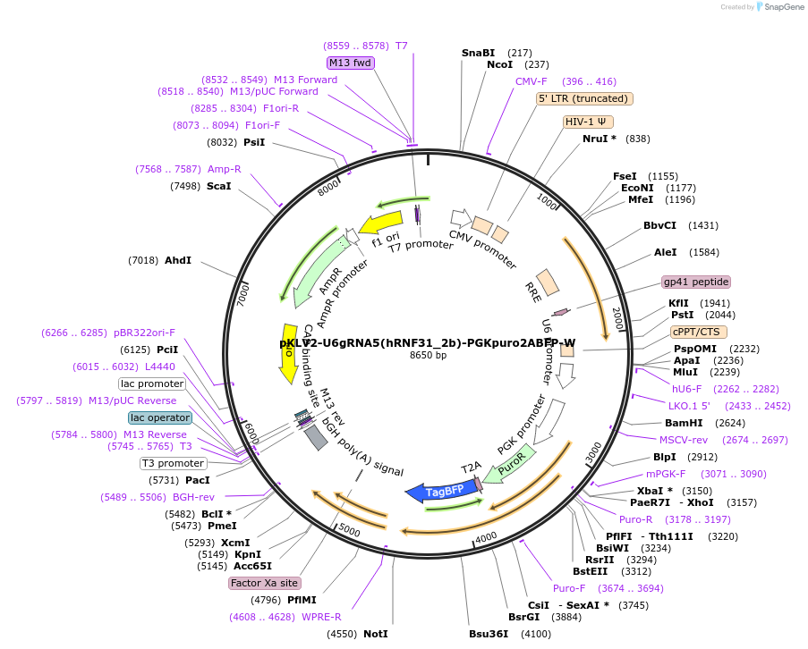 208415-plasmid-map-sequence-id-413520
