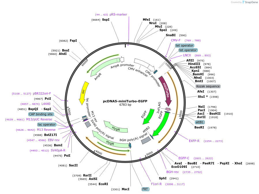 209059-plasmid-map-sequence-id-413523