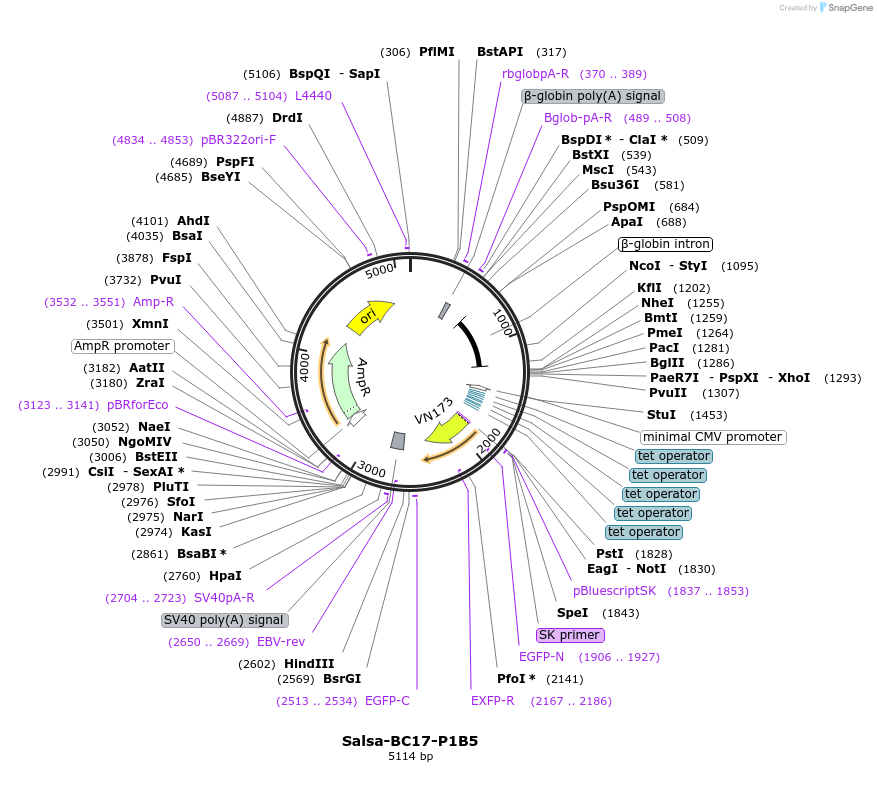 202858-plasmid-map-sequence-id-413538