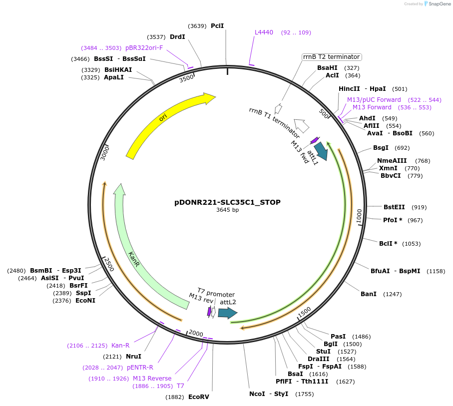 161229-plasmid-map-sequence-id-413562