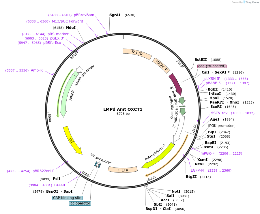 209407-plasmid-map-sequence-id-413570