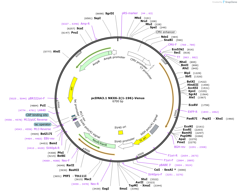 209182-plasmid-map-sequence-id-413578