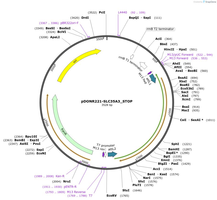 161301-plasmid-map-sequence-id-413579
