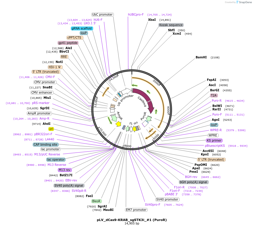 209771-plasmid-map-sequence-id-413591