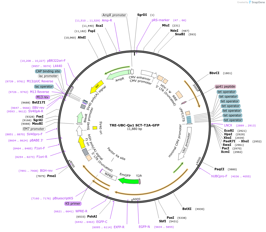 205453-plasmid-map-sequence-id-413609