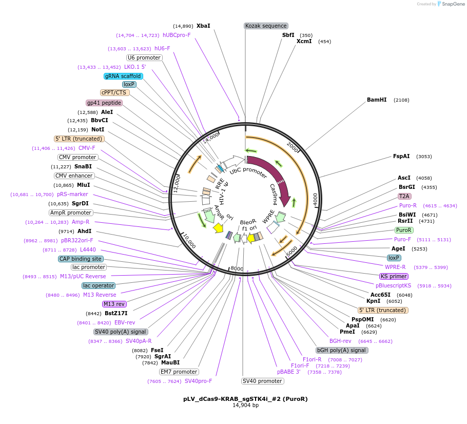 209774-plasmid-map-sequence-id-413611
