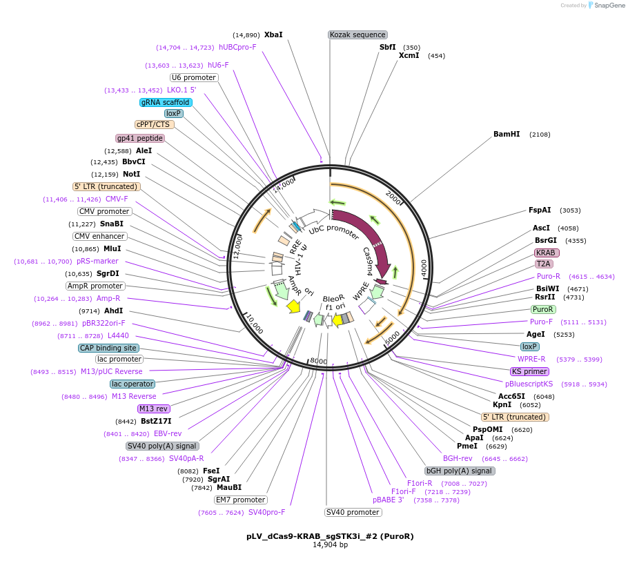 209772-plasmid-map-sequence-id-413612