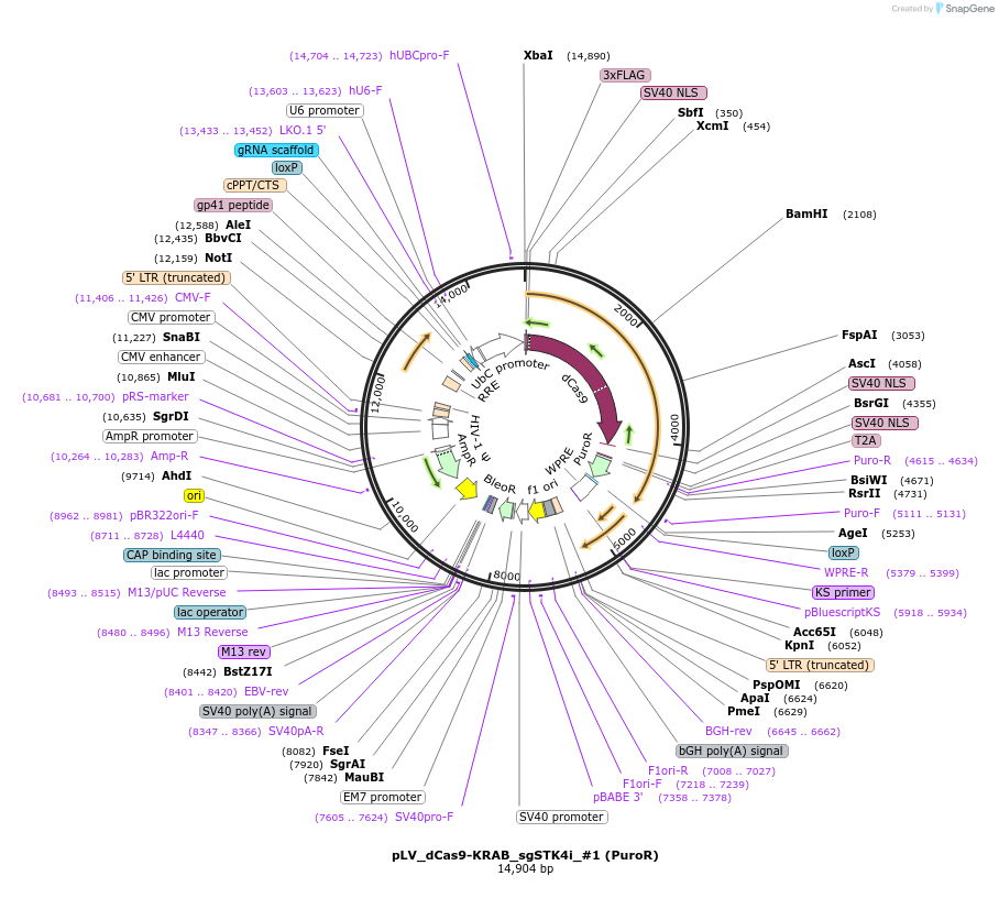 209773-plasmid-map-sequence-id-413613