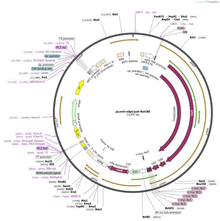 209038-plasmid-map-sequence-id-413620