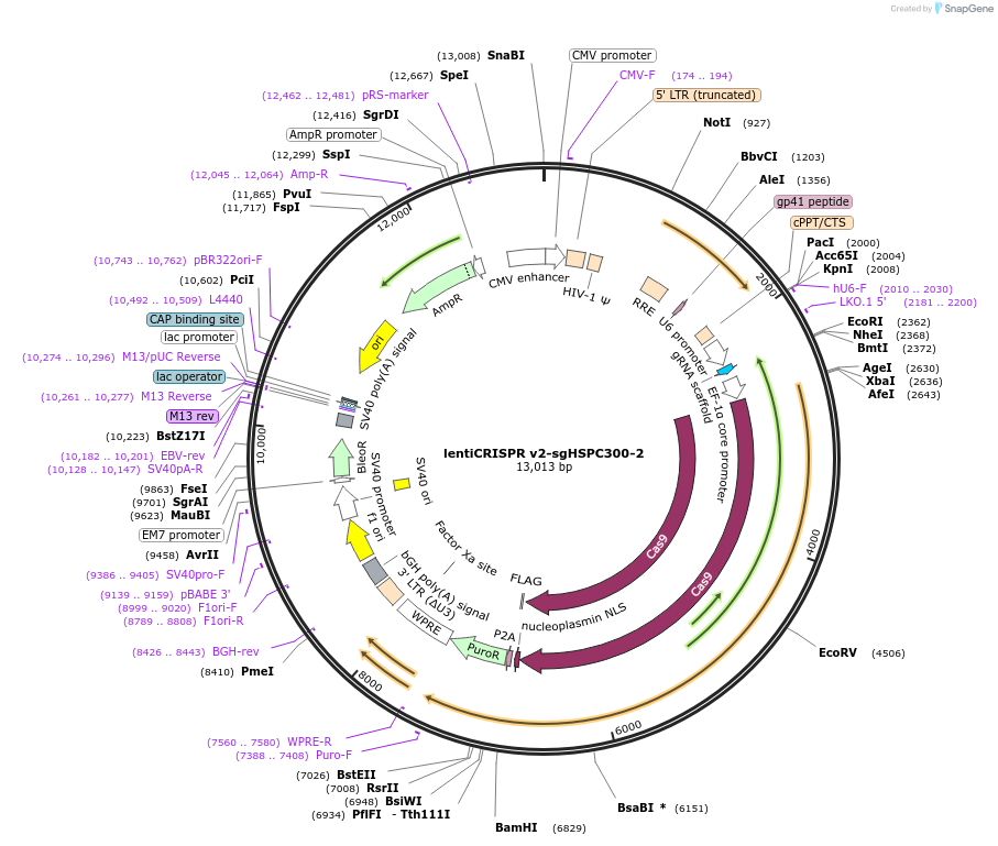 210142-plasmid-map-sequence-id-413626