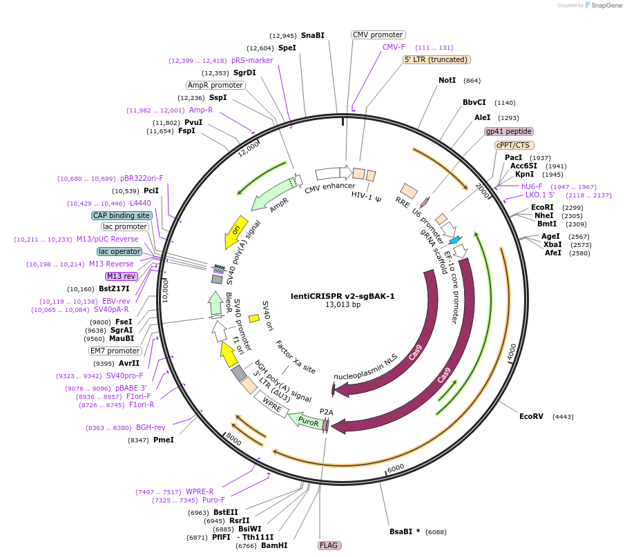 210131-plasmid-map-sequence-id-413628
