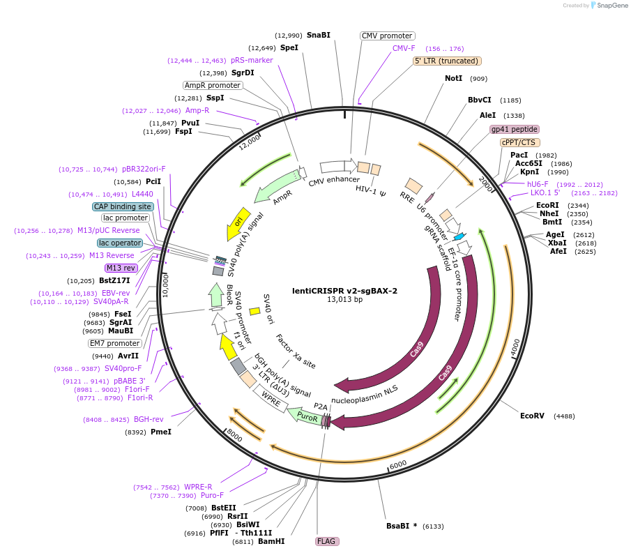 210130-plasmid-map-sequence-id-413634