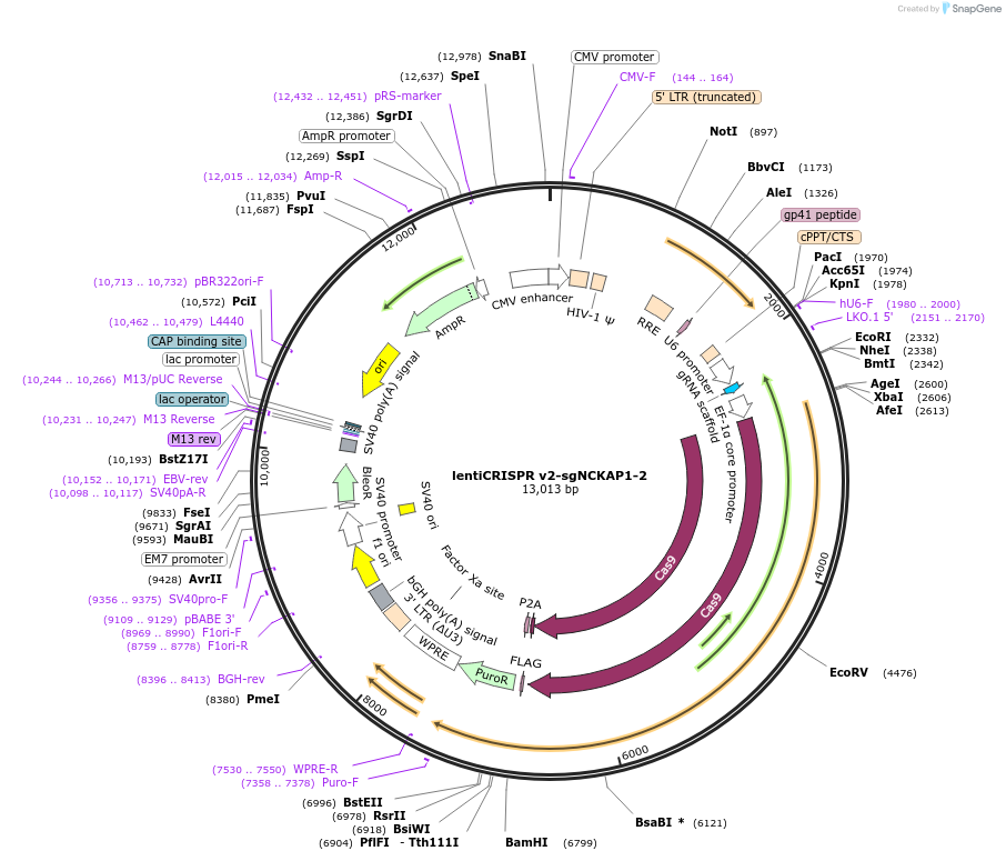 210134-plasmid-map-sequence-id-413639