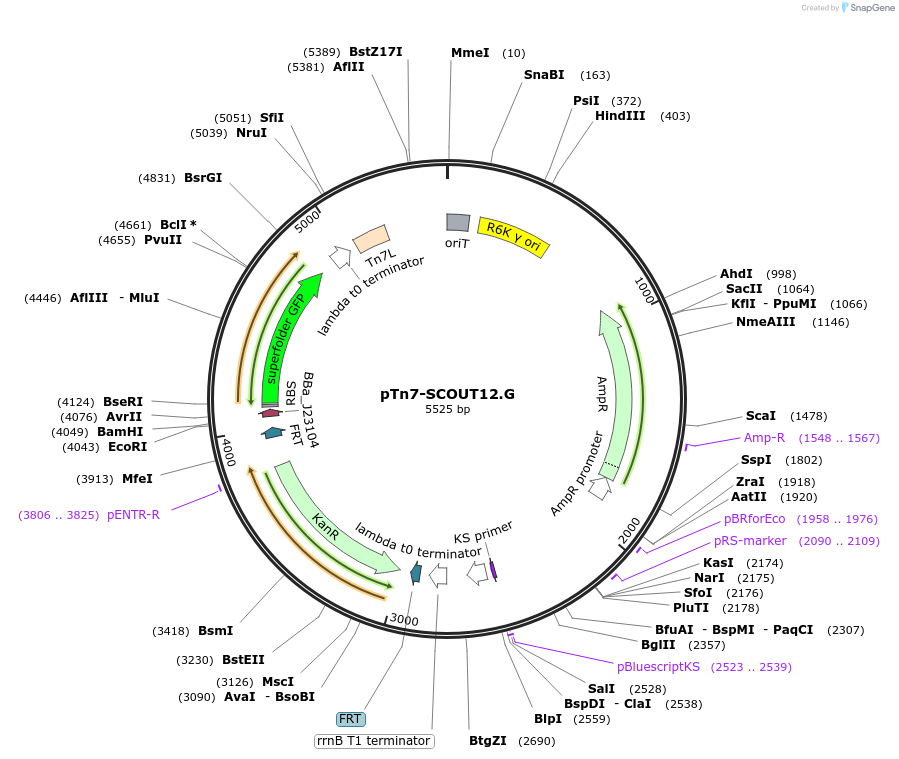 201000-plasmid-map-sequence-id-413641