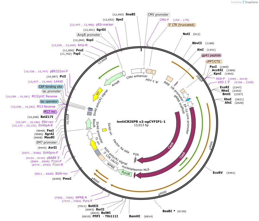 210137-plasmid-map-sequence-id-413644