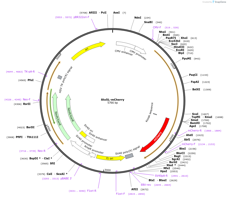 209844-plasmid-map-sequence-id-413646