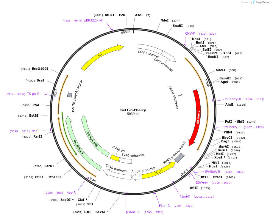 209848-plasmid-map-sequence-id-413648