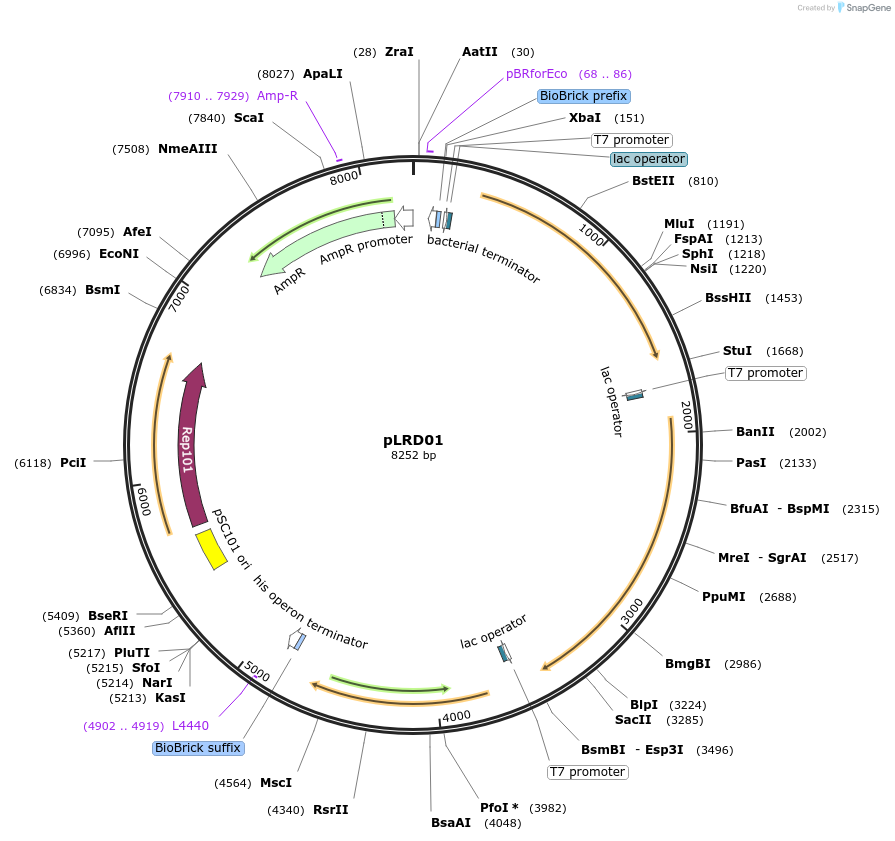 208257-plasmid-map-sequence-id-413653