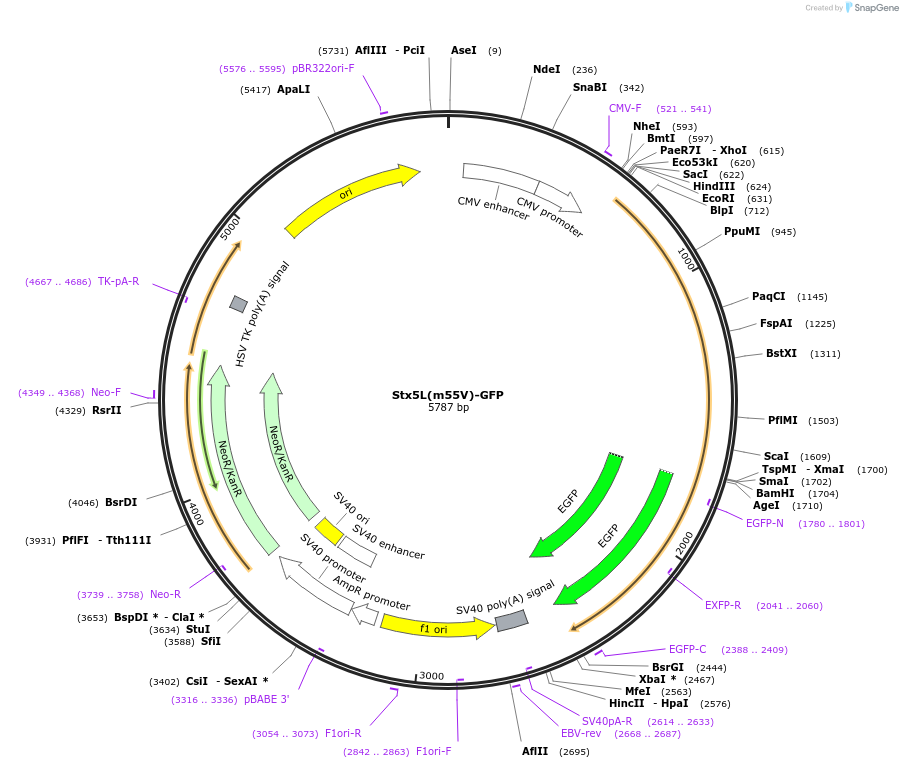 209845-plasmid-map-sequence-id-413654