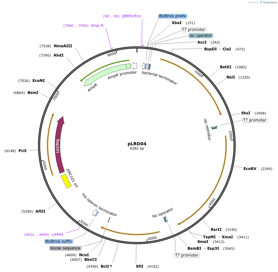 208258-plasmid-map-sequence-id-413656