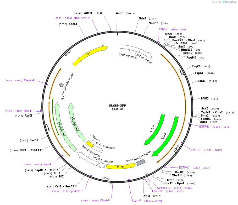 209847-plasmid-map-sequence-id-413657
