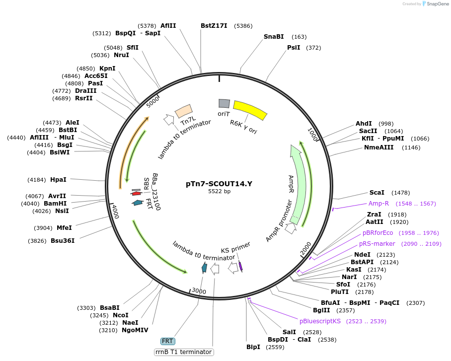 201009-plasmid-map-sequence-id-413658