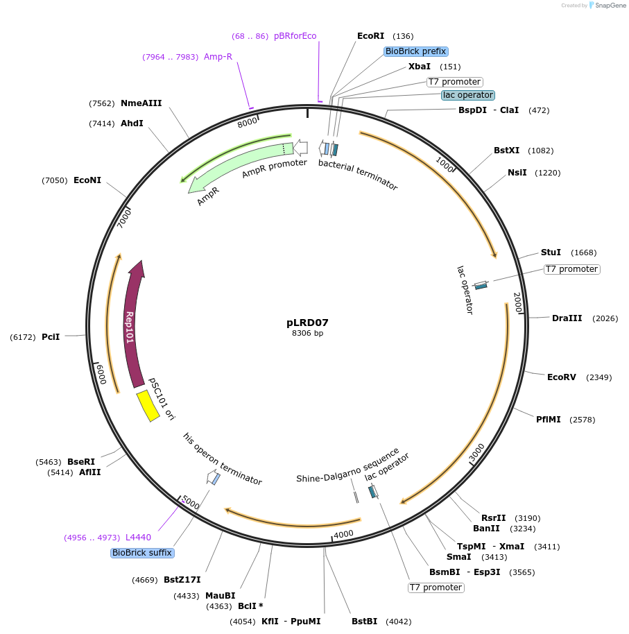 208260-plasmid-map-sequence-id-413664