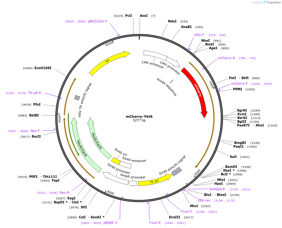 209888-plasmid-map-sequence-id-413665