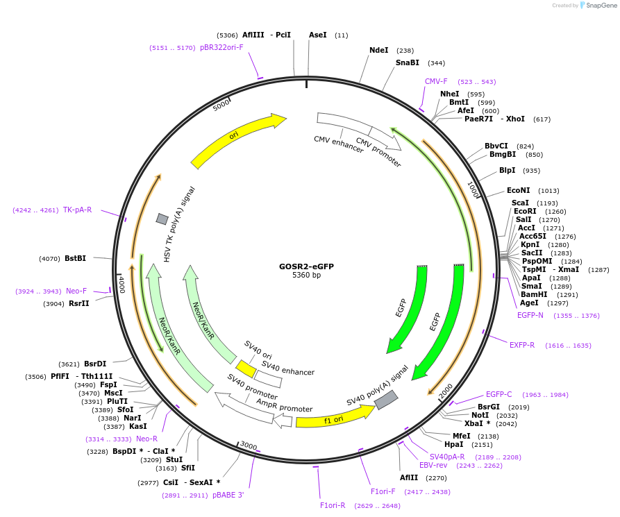 209886-plasmid-map-sequence-id-413667