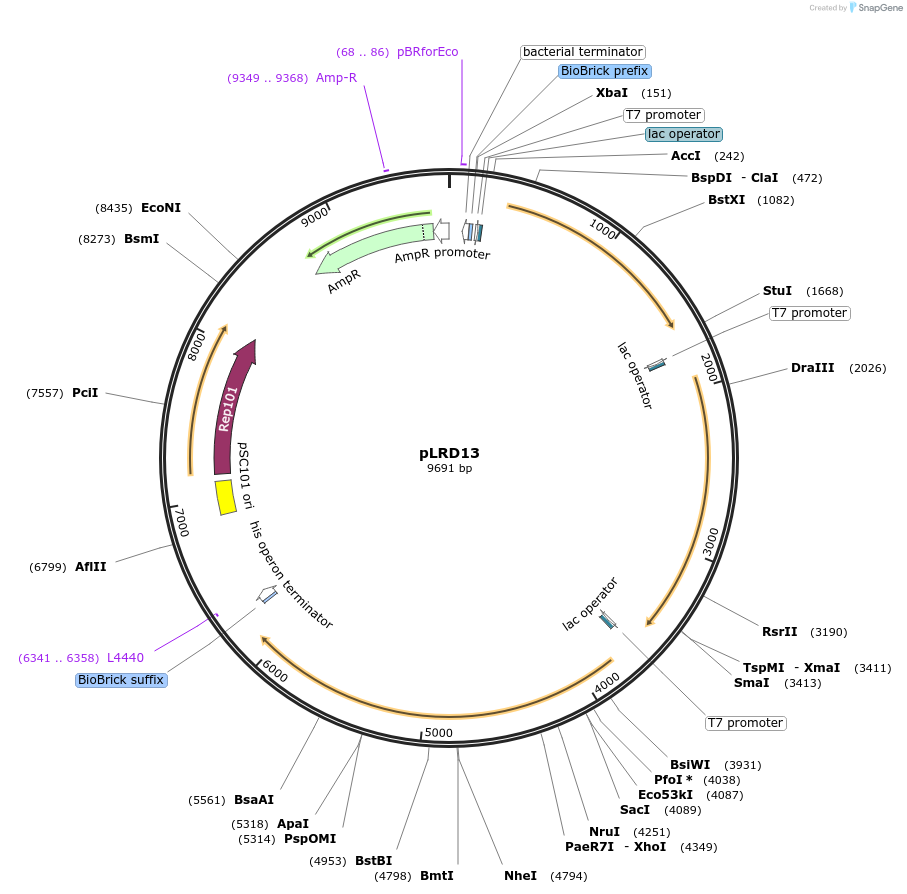 208265-plasmid-map-sequence-id-413675