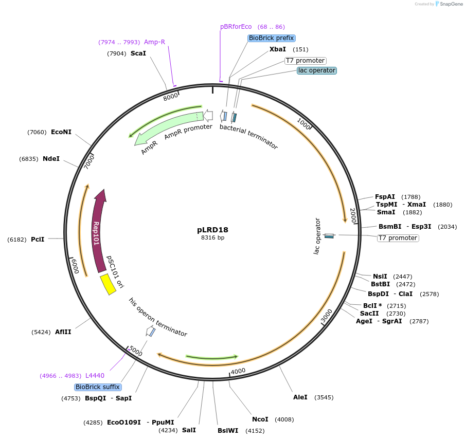 208270-plasmid-map-sequence-id-413685