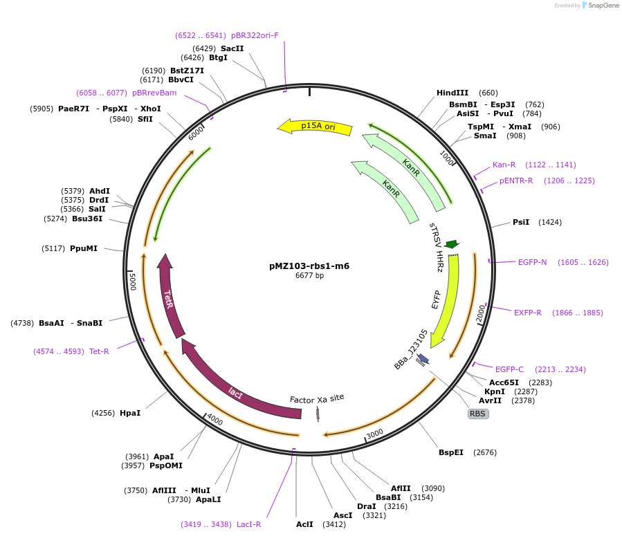 204468-plasmid-map-sequence-id-413696