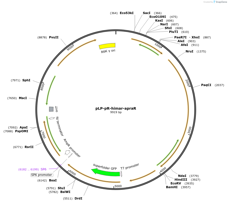 199996-plasmid-map-sequence-id-413697