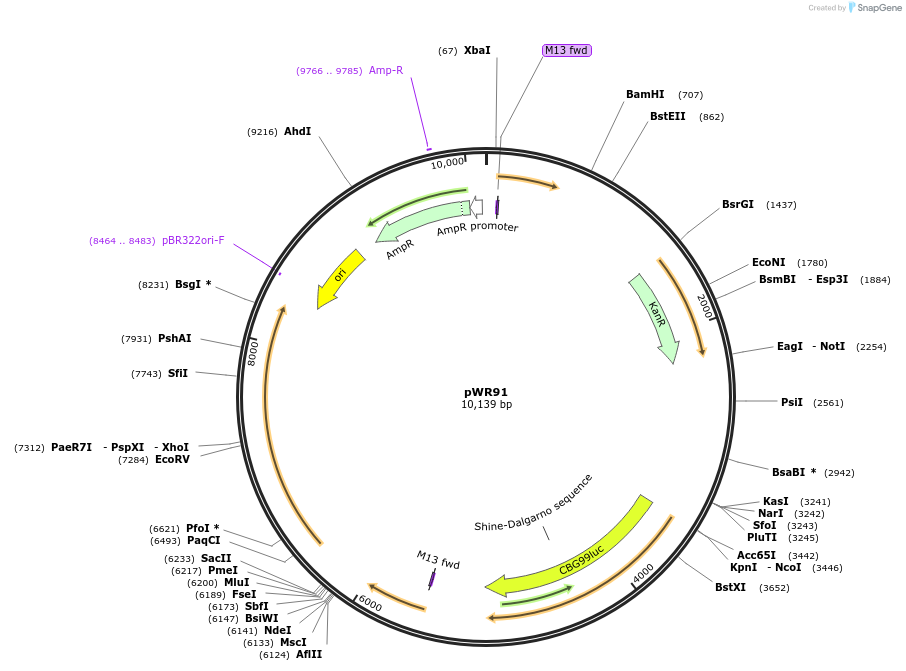203915-plasmid-map-sequence-id-413710