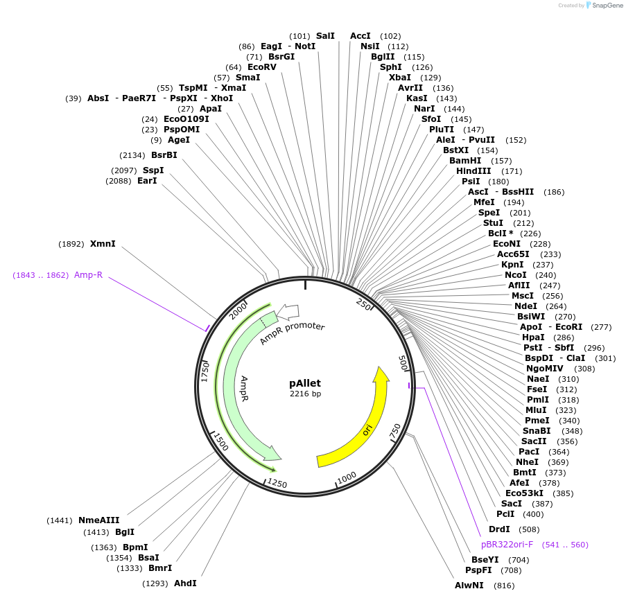 202560-plasmid-map-sequence-id-413711